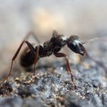 Zwalczanie mrówek